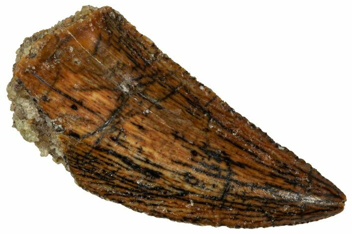 Serrated Raptor Tooth - Real Dinosaur Tooth #298130